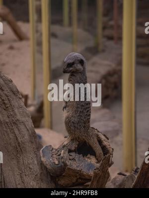 A Meerkat (Suricata suricata) / petite bernache dans sa posture debout et distictive, regardant de façon quasi-géante autour de son environnement. Banque D'Images