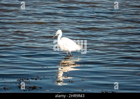 egret un héron blanc debout dans l'eau avec réflexion Banque D'Images
