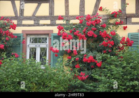 Roses rouges sur la maison à colombages, Alter Posthof, Hattersheim im Taunus, Hesse, Allemagne Banque D'Images