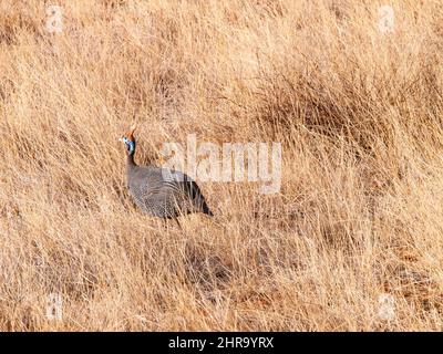 Helguineafhibou guinéafhibou ,/ˈɡɪnifaʊl/; parfois appelé 'poules mouchetées d'animal de compagnie' ou 'volaille d'origine' sont des oiseaux de la famille Numididaei Banque D'Images