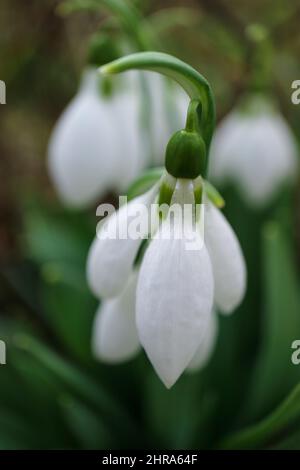 Des gouttes de neige blanches avec des pétales délicats et des feuilles vertes dans le jardin, premières gouttes de neige macro, fleurs printanières verticales, fleurs, beauté dans la nature, la flore Banque D'Images