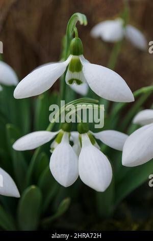 Des gouttes de neige blanches avec des pétales délicats et des feuilles vertes dans le jardin, premières gouttes de neige macro, fleurs printanières verticales, fleurs, beauté dans la nature, la flore Banque D'Images