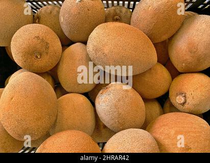 Vue de dessus des pommes de mamey fraîches (Mammea americana) dans le chariot à vendre Banque D'Images