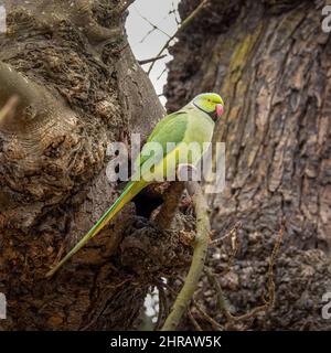 Psittacula krameri, parapet à col annulaire à Londres, Richmond Park, près du trou de nidification. Image rognée carrée Banque D'Images