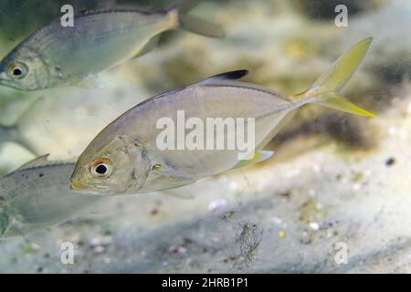 Photo macro d'une école sauvage de jeunes Crevalle Jack (Caranx hippopos) avec d'autres petits poissons. Banque D'Images