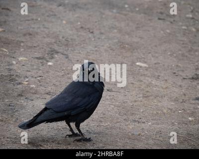 Jackdaw, Corvus monedula alias eurasien ou européen Jackdaw. Face à la caméra. Banque D'Images