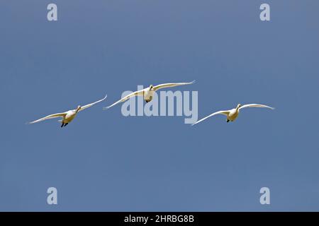 Trois cygnes de toundra / cygnes de Bewick (Cygnus bewickii / Cygnus columbianus bewickii) volant contre le ciel bleu Banque D'Images