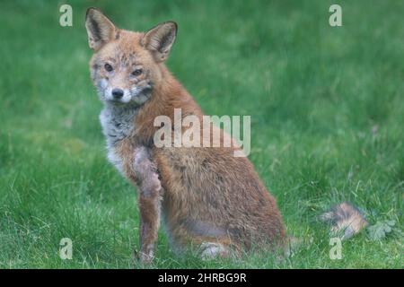 Un renard de chien souffrant d'une infection de la gale sarcopte dans un jardin du sud de Londres. L'acarien parasite cause des démangeaisons et la perte de fourrure dans f Banque D'Images