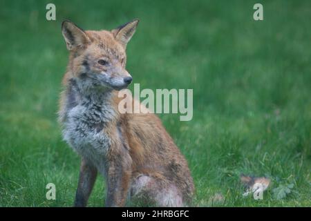 Un renard de chien souffrant d'une infection de la gale sarcopte dans un jardin du sud de Londres. L'acarien parasite cause des démangeaisons et la perte de fourrure dans f Banque D'Images