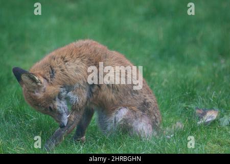 Un renard de chien souffrant d'une infection de la gale sarcopte dans un jardin du sud de Londres. L'acarien parasite cause des démangeaisons et la perte de fourrure dans f Banque D'Images