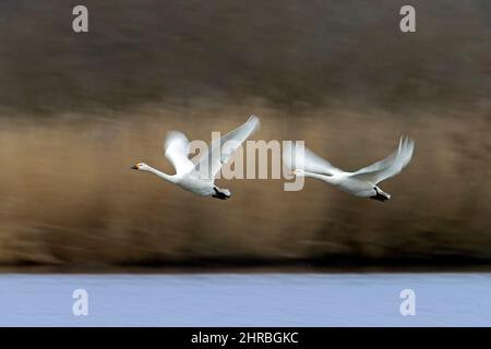 Deux mouvements flous toundra swans / cygne de Bewick (Cygnus bewickii / Cygnus columbianus bewickii) paire volant au-dessus du lac après le lit de roseau au printemps Banque D'Images