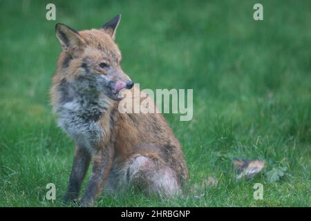 Un renard de chien souffrant d'une infection de la gale sarcopte dans un jardin du sud de Londres. L'acarien parasite cause des démangeaisons et la perte de fourrure dans f Banque D'Images