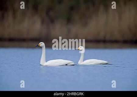 Deux cygnes de toundra / cygne de Bewick (Cygnus columbianus bewickii) nage en couple dans l'eau du lac au printemps Banque D'Images