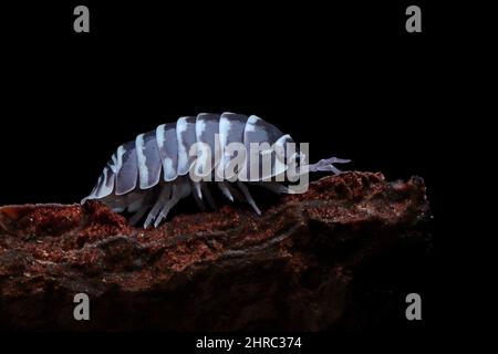 Gros plan d'une pastille (Armadillidium maculatum) sur un morceau de bois, Indonésie Banque D'Images