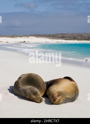 Deux otaries de Galapagos ( Zalophus wollebacki ) sur une plage Gardner Bay, l'île d'Espanola dans les îles de Galapagos, Equateur; Amérique du Sud Banque D'Images