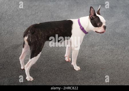 Boston Terrier chiot, un an, debout dans le profil à l'intérieur sur un tapis gris. Elle a légèrement la langue et porte un collier violet Banque D'Images