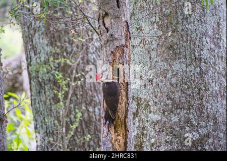 Un pic de bois piléé sur le côté d'un arbre pourri qui s'écaille en faisant un grand trou avec des copeaux de bois qui volent derrière la vue rapprochée Banque D'Images