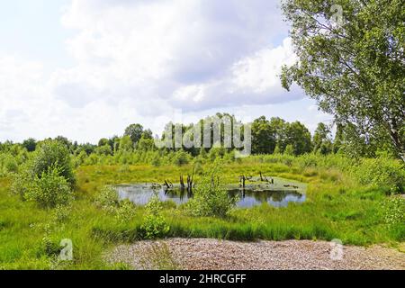 Belle photo d'une tourbière dans la réserve naturelle de Diepholzer Moor près de Diepholz Banque D'Images