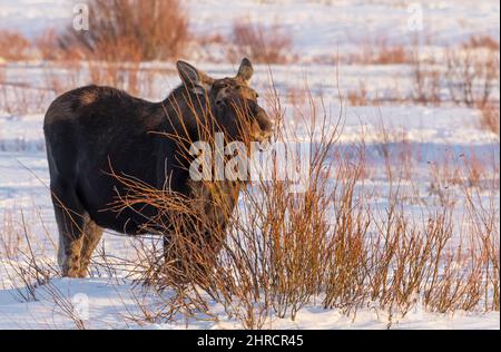 Moose, hiver, Yellowstone Park, Storm, Wyoming Banque D'Images