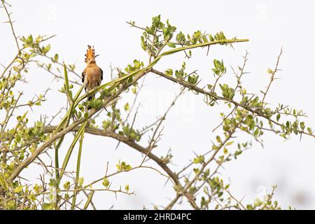 Un hoopé eurasien adulte (Upupa epops) perché sur une branche d'arbre au soleil du matin au Kenya. Banque D'Images