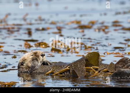 La loutre de mer de Californie, Enhyrdra lutris nereis ( espèce menacée ), enveloppée dans du varech pour se maintenir en place pendant son repos, baie de Monterey, Californie Banque D'Images