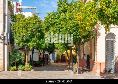 Une petite place bordée d'orangers dans le quartier historique de Barrio Santa Cruz à Séville, en Espagne. Banque D'Images