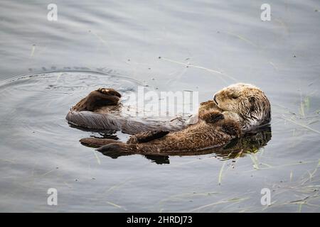 Loutre de mer de Californie, Enhyrdra lutris nereis, mère bertant son pup drapé sur sa poitrine, tout en flottant sur le lit de la mer, Morro Bay, Californie Banque D'Images