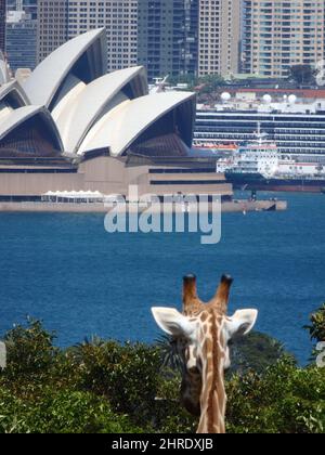 Photo verticale d'une girafe au zoo de Taronga en regardant l'Opéra de Sydney en Australie Banque D'Images