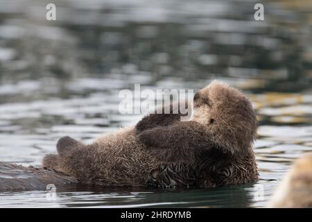 Loutre de mer de Californie, Enhyrdra lutris nereis ( espèce menacée ), pupe sèche et moelleuse équilibrée sur la poitrine de sa mère humide, Morro Bay, Californie Banque D'Images