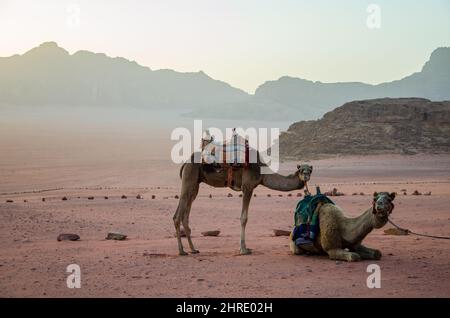 Gros plan de deux chameaux à Wadi Rum, Jordanie, États arabes Banque D'Images