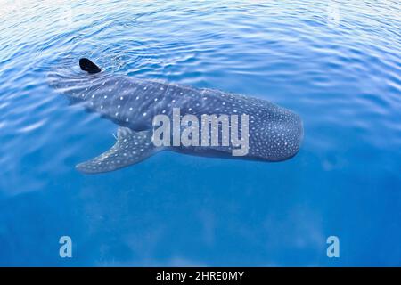 Requin-baleine à angle élevé nageant dans les eaux cristallines Banque D'Images