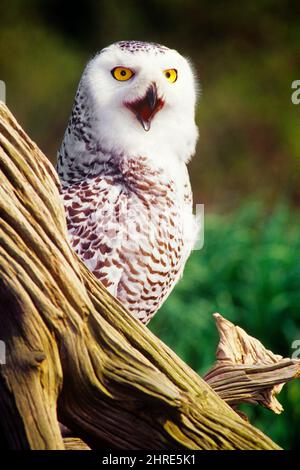 2000S CHEVÊCHE DES NEIGES BUBO SCANDIACUS AUSSI APPELÉE CHEVÊCHE POLAIRE DE L'ARCTIQUE OU CHOUETTE BLANCHE PERCHÉE SUR LA SOUCHE D'ARBRE - PLUMAGE DE KB31918 RSS001 HARS Banque D'Images