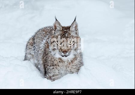 Lynx sibérien; Lynx lynx wrangeli; Asie Banque D'Images