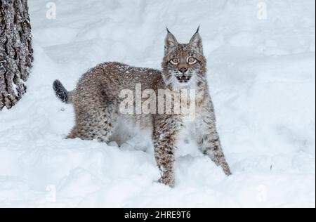 Lynx sibérien; Lynx lynx wrangeli; Asie Banque D'Images