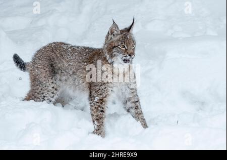 Lynx sibérien; Lynx lynx wrangeli; Asie Banque D'Images