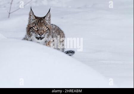 Lynx sibérien; Lynx lynx wrangeli; Asie Banque D'Images