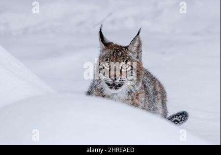 Lynx sibérien; Lynx lynx wrangeli; Asie Banque D'Images