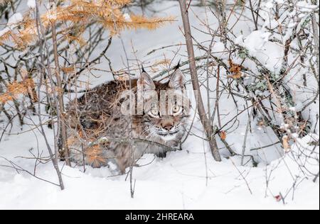 Lynx sibérien; Lynx lynx wrangeli; Asie Banque D'Images