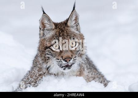 Lynx sibérien; Lynx lynx wrangeli; Asie Banque D'Images