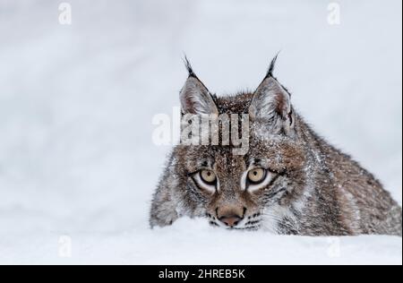 Lynx sibérien; Lynx lynx wrangeli; Asie Banque D'Images