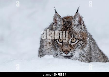 Lynx sibérien; Lynx lynx wrangeli; Asie Banque D'Images