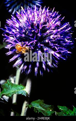 1980s WESTERN HONEY BEE APIS mellifera COLLECTE DE NECTAR FLEUR POURPRE A SOUTHERN GLOBETHISTLE Echinops ritro OU GLOBE THISTLE - ki4723 RSS001 HARS ANCIEN MODE Banque D'Images