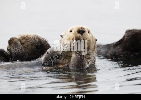 Loutre de mer de Californie, Enhyrdra lutris nereis ( espèce menacée ), Morro Bay, Californie, États-Unis ( Océan Pacifique de l'est ) Banque D'Images