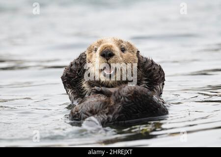 Loutre de mer de Californie, Enhyrdra lutris nereis ( espèce menacée ), Morro Bay, Californie, États-Unis ( Océan Pacifique de l'est ) Banque D'Images