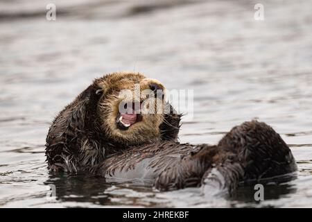 Loutre de mer de Californie, Enhyrdra lutris nereis ( espèce menacée ) bâillements, Morro Bay, Californie, États-Unis ( Océan Pacifique de l'est ) Banque D'Images