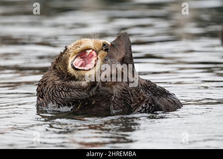 Loutre de mer de Californie, Enhyrdra lutris nereis ( espèce menacée ), bâillements, Morro Bay, Californie, États-Unis ( Océan Pacifique de l'est ) Banque D'Images