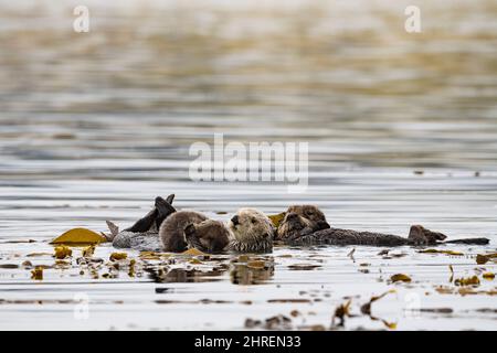Loutres de mer de Californie, Enhyrdra lutris nereis ( espèces menacées ), mère tenant le chiot pendant son repos dans le lit de varech, soutenue par des frondes flottantes de varech, Banque D'Images