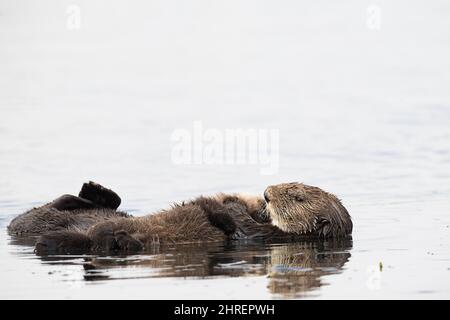 Loutres de mer de Californie, Enhyrdra lutris nereis ( espèce menacée ), mère berceuse de la pupe à travers la poitrine, Morro Bay, Californie, États-Unis (Pacifique) Banque D'Images