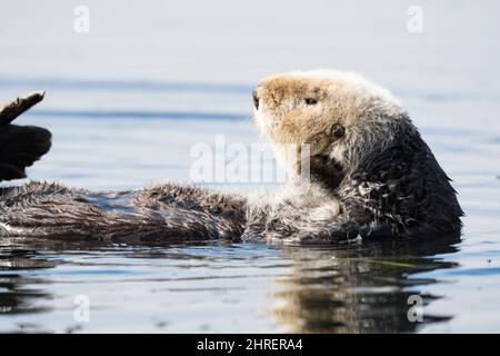 Loutre de mer de Californie, Enhyrdra lutris nereis ( espèce menacée ), Morro Bay, Californie, États-Unis ( Océan Pacifique de l'est ) Banque D'Images