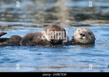 Loutres de mer de Californie, Enhyrdra lutris nereis ( espèces menacées ), pup de toilettage de mère, Morro Bay, Californie, États-Unis ( Océan Pacifique ) Banque D'Images